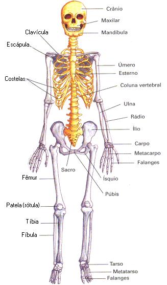 7v 12v 5v Cóccix 5v 4v A coluna vertebral serve de apoio para as outras partes do esqueleto.