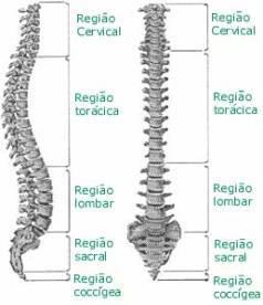 Como a coluna é feita de vértebras que se articulam, nós podemos realizar movimentos para a frente, para trás, para os lados e até de rotação. III.