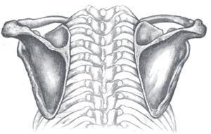 O antebraço é composto por dois ossos: o rádio que é um osso longo e que forma com o cúbito (ulna) o esqueleto do antebraço.