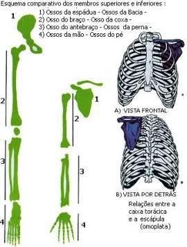 Os ossos do carpo (constituída por oito ossos dispostos em duas fileiras), são uma porção do esqueleto que se localiza entre o antebraço e a mão.
