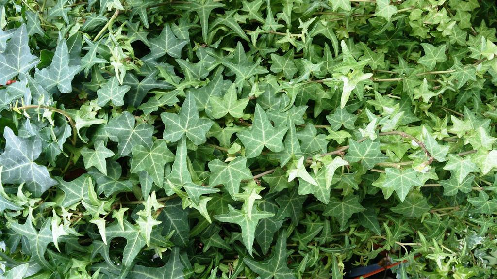 HOLA Hedera helix Hera ARALIACEAE Nativa no Norte de África, Arquipélagos dos Açores e da Madeira, Ilhas Canárias, Europa Continental e Ásia Ocidental.