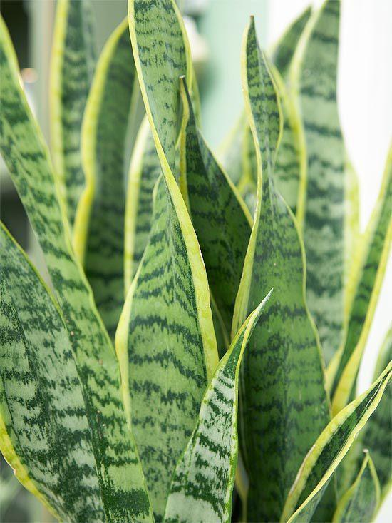 SEBAS Sansiviera trifasciata Espada-de-são-jorge ASPARAGACEAE Nativa nas zonas tropicais de África. Planta de folhas espessas, mosqueadas de verde escuro e marginadas de amarelo.