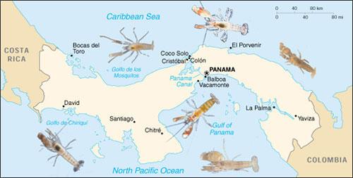 Os Camarões do Panamá Na região marítima do Panamá, país da América Central que faz fronteira com a Costa Rica e a Colômbia, existem diversas espécies de camarão do gênero Alpheus, distribuídas tanto
