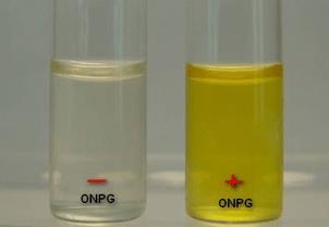 MICRO-ORGANISMOS DE IMPORTÂNCIA HIGIÊNICO-SANITÁRIA 6 Observação Importante sobre Conceito Laboratorial de Grupo dos Coliformes: COLIFORME no Teste dos Tubos Múltiplos Crescimento Caldo LST Caldo