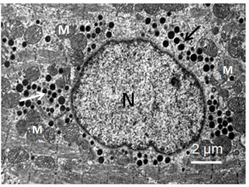 Os grânulos dos peptídeos natriurétricos estão localizados principalmente junto ao núcleo do cardiomiócito, próximo a mitocôndrias (Fig. 2) e aparelho de Golgi (Fig. 3) (SAITO et al., 1987).