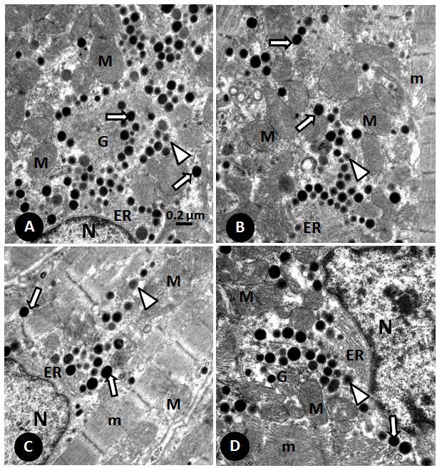 40 Fig 10 - Fotomicrografias eletrônicas dos cardiomiócitos do átrio direito dos 4 grupos estudados, mostrando os grânulos de NPs (setas) dispersos no citoplasma, entre miofibrilas (m) e mitocôndrias