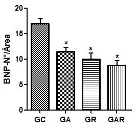 46 Houve uma diminuição significante (p<0,05) na densidade dos grânulos de ANP de 37% no grupo GA, de 43%, no grupo GR e de 49% no grupo GAR, quando comparados com o grupo GC (Fig. 16).