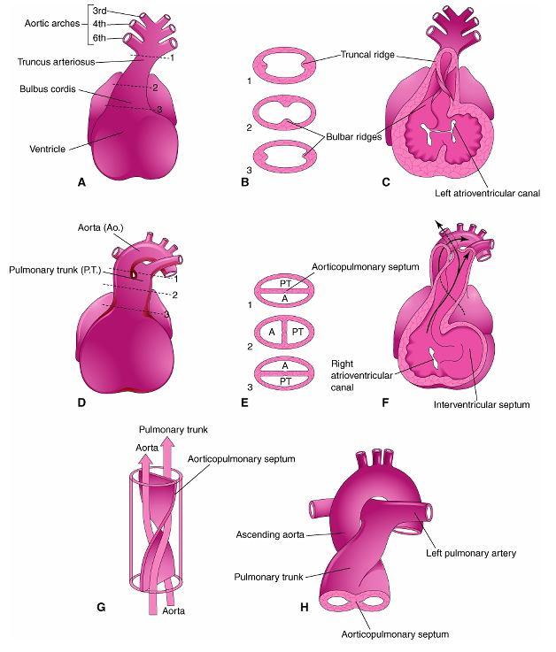 Septação do Tronco arterioso e Bulbo cardíaco