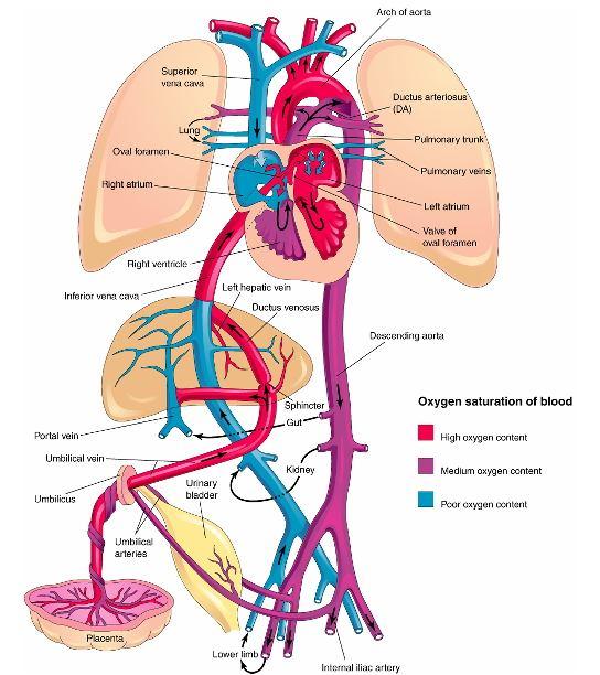 Circulação fetal Modificações após o