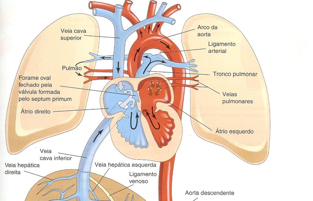 ocorrem: Ducto venoso Forâme oval Ducto