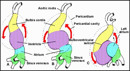 Até o fim da 4 semana: o coração tem a forma tubular, com câmaras comunicantes e dispostas em série - O coração se dobra sobre si mesmo, em razão do crescimento mais acentuado do ventrículo e bulbo,