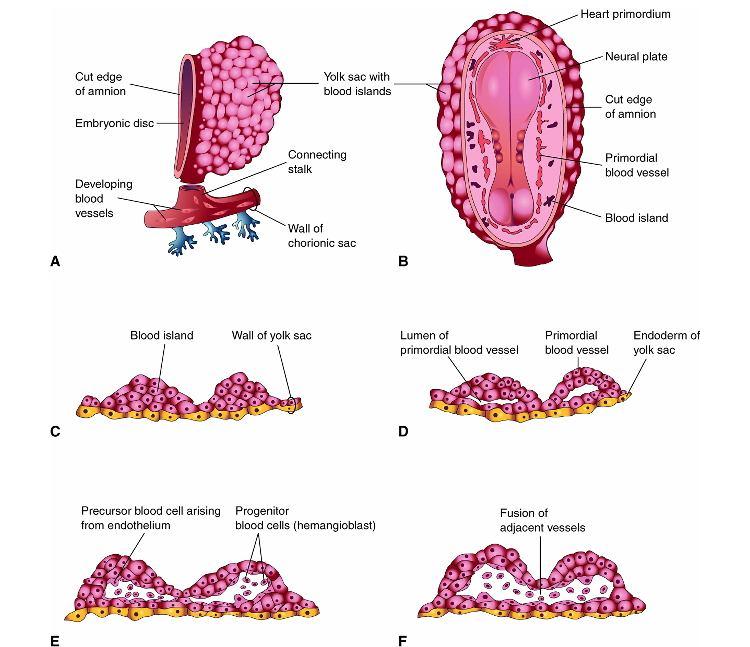 -Formação de vasos no pedúnculo do embrião: vasos umbilicais ou alantoidianos e vilosidades coriônicas.