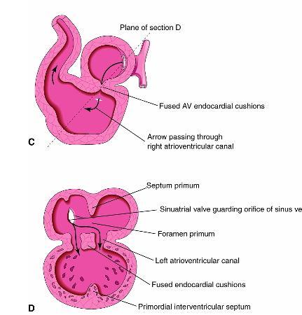 endocárdicos (dorsal e ventral) -Septação do
