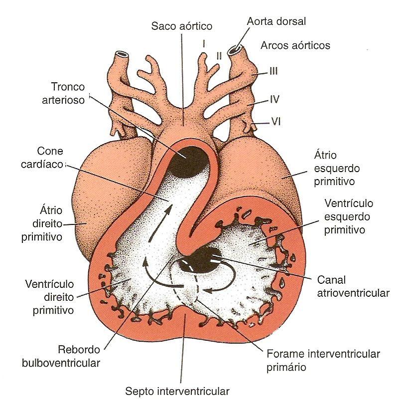 Átrio direito Pressão + alta Antes do nascimento Átrio