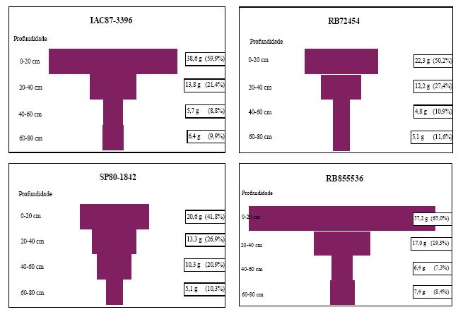 Distribuição do sistema radicular das variedades IAC87-3396, RB72454,