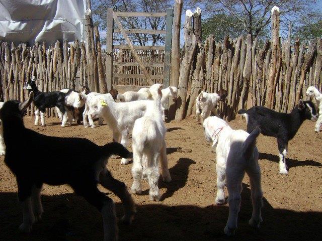 Rota do Cordeiro A ovinocaprinocultura é uma cadeia produtiva estratégica para o desenvolvimento regional, pelo grande número