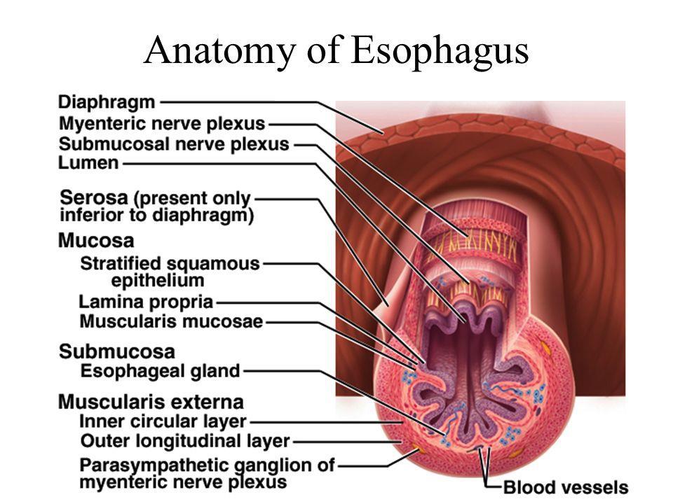 Mucosa: epitélio pavimentoso estratificado não queratinizado, com lâmina própria e uma camada muscular da mucosa.