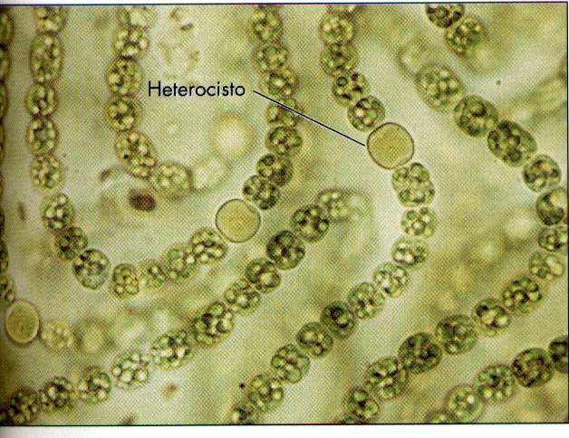 Cianobactérias: INTRODUÇÃO A MICROBIOLOGIA
