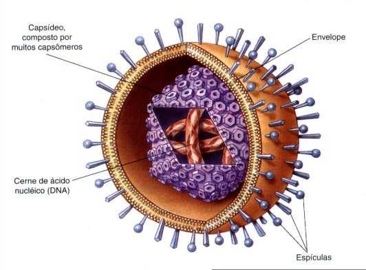 INTRODUÇÃO A MICROBIOLOGIA 5 Vírus Não visualizados ao microscópio óptico; Partículas filtráveis ; Parasitas intra-celulares obrigatórios; Constituídos de um