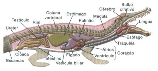 Enquanto peixes e anfíbios apresentam rins mesonefros (torácicos), de répteis em diante