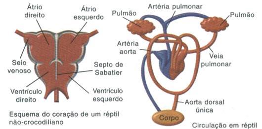 O ventrículo desses animais é completamente dividido, e o coração perfaz quatro câmaras: dois átrios e dois ventrículos.