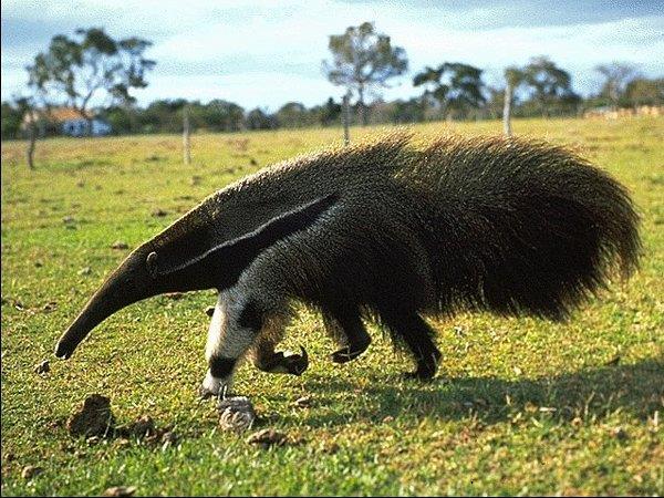 Xenarthra