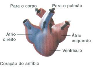 A circulação é do tipo fechada e o coração tem três cavidades: duas aurículas e um