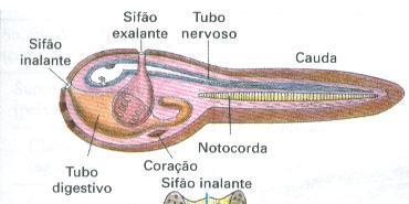 Subfilo