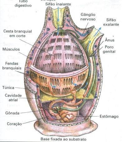 ou Tunicata