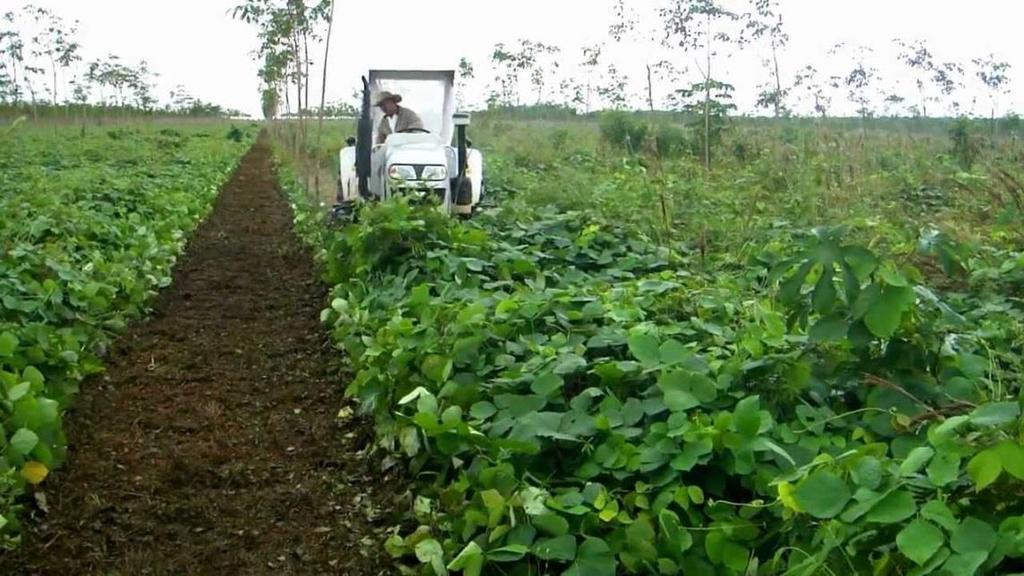 Rotação Amendoim Alta Sorocabana Mucuna Alta Mogiana http://www.