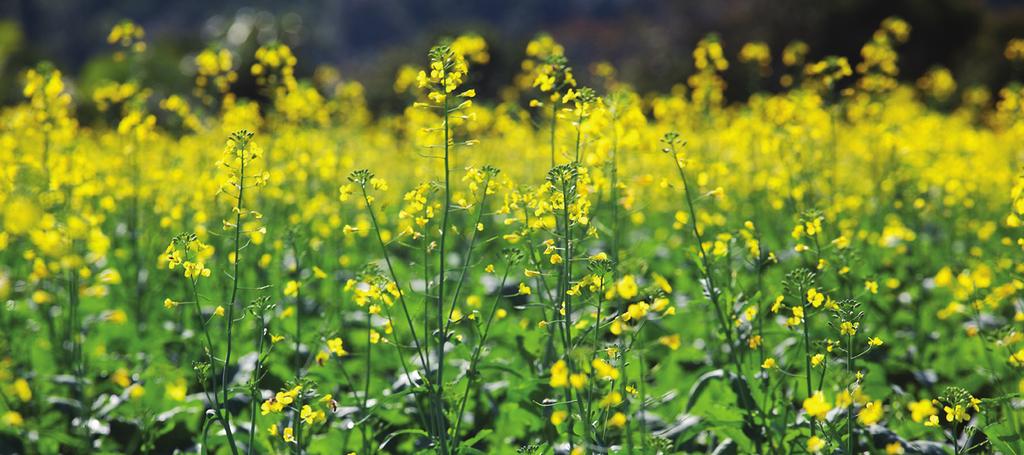 Matéria especial Canola: o cenário atual da cultura Ano I - N 5 - Novembro 2011 foto: Ascom/MDA A canola, oleaginosa rica em óleo (entre 40-45%), constitui uma excelente opção de cultivo com