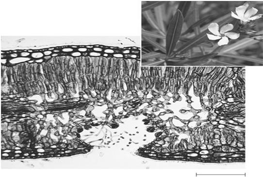 Sacarose 55 45 35 25 15 Concentração do K+ (% da área) Xerófitas são plantas adaptadas a ambientes áridos apresentam várias modificações que reduzem a taxa de