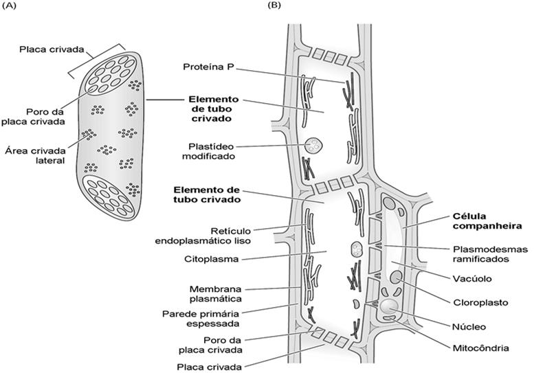 Floema: Ultraestrutura Floema: Ultraestrutura A B A) Floema em seção