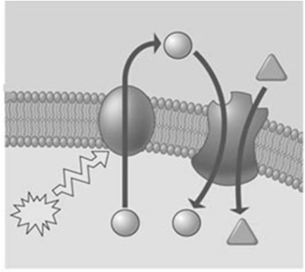 ordinária elementos crivados alta [H + ] H + -ATPase Co-transporte S Fonte: Purves