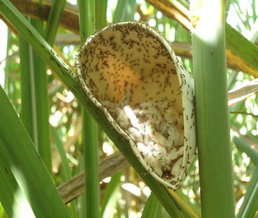 CONTROLE Cotesia flavipes o Liberação de Acordo com a Infestação