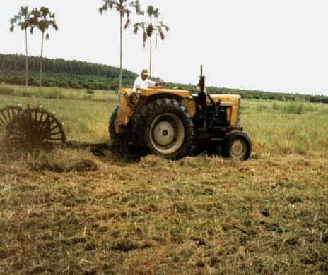 O processo de sucessão de uma formação vegetal envolve mudanças graduais na estrutura das espécies e nos processos da comunidade, ao longo do tempo.