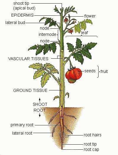 ESALQ Agronomic Engineerig Current Curriculum Atmosphere 1 course agrometeorology 8 courses on plant sciences Plant Optativas LEB410