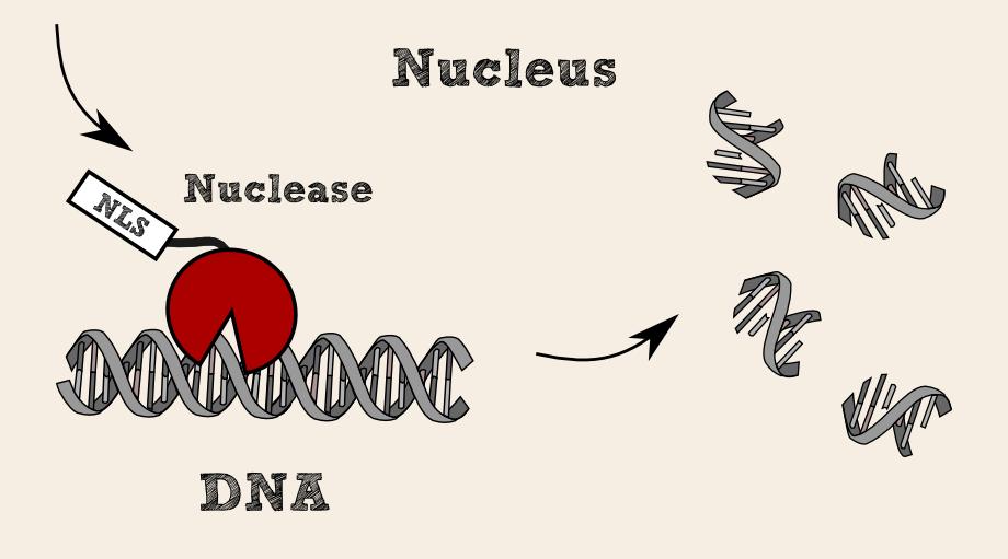 Nuclease Enzima capaz de quebrar ligação fosfodiéster