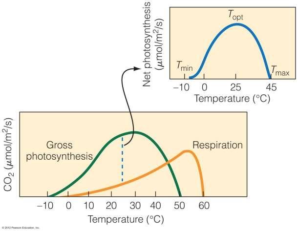 Produção Vegetal X Temperatura As temperaturas cardeais para a fotossíntese