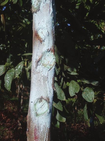 CAPÍTULO 8 Espécies florestais em sistemas de produção em integração 113 FIGURA 8.11 - Desrama em árvore de Acácia mangium com posterior aplicação de calda bordalesa visando proteção contra fungos.