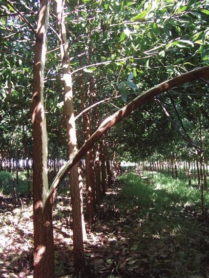 114 Sistemas de integração lavoura-pecuária-floresta: a produção sustentável FIGURA 8.12 - Plantio de Acacia mangium com árvores danificadas pela ação do vento em Campo Grande, MS.