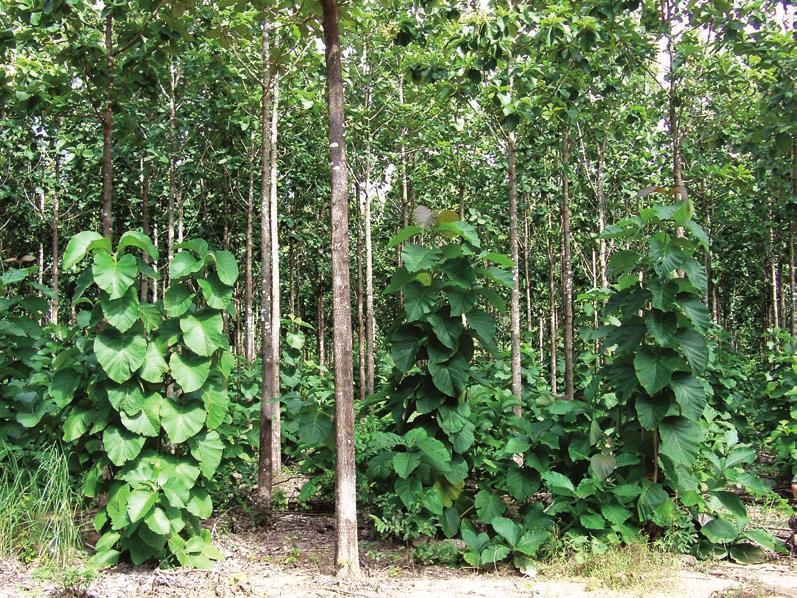 CAPÍTULO 8 Espécies florestais em sistemas de produção em integração 117 FIGURA 8.14 - Plantio de teca (Tectona grandis L.f.) na região de Cuiabá, MT. Foto: Alex Marcel Melotto.