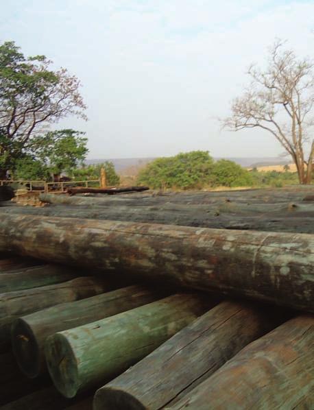 CAPÍTULO 9 Manejo das árvores e propriedades da madeira em sistema de ILPF com eucalipto 125 garantindo um tronco de qualidade para produção de madeira.