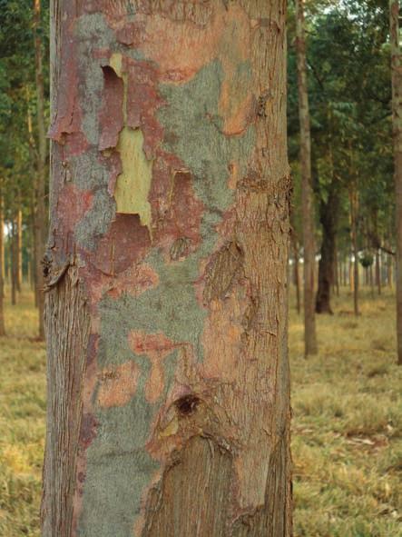 CAPÍTULO 9 Manejo das árvores e propriedades da madeira em sistema de ILPF com eucalipto 137 FIGURAS 9.