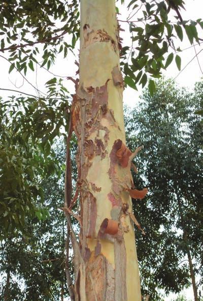 Qualidade e propriedades da madeira de eucalipto de sistemas de integração O conceito de que o eucalipto não produz madeira de qualidade para usos mais nobres (Figuras 9.