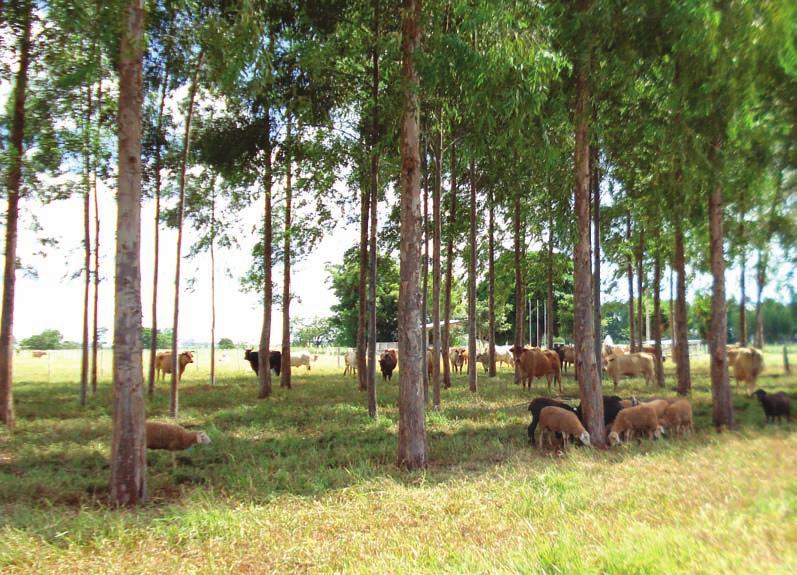192 Sistemas de integração lavoura-pecuária-floresta: a produção