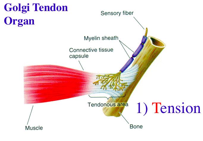 Órgão Tendinoso de Golgi: localizado na junção entre o músculo no tendão também é importante