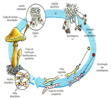 assexuada, os fungos unicelulares podem fazer bipartição ou