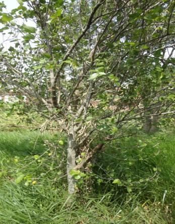 Árvore 7 Sansão do Campo (Mimosa caesalpiniaefolia) Nativa Cerrado Nas espécies da primeira amostra, temos três Monjoleiros, espécie nativa do Brasil, estando presente desde a região amazônica até o