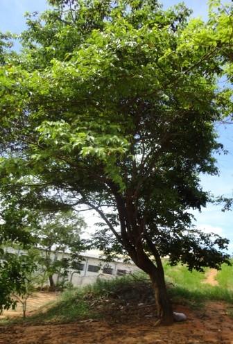 Árvores 13 e 14 Mutambo (Guazuma ulmifolia) Nativa Praticamente todo o país Na segunda amostra, próxima ao SESC, há vegetação arbórea consolidada.